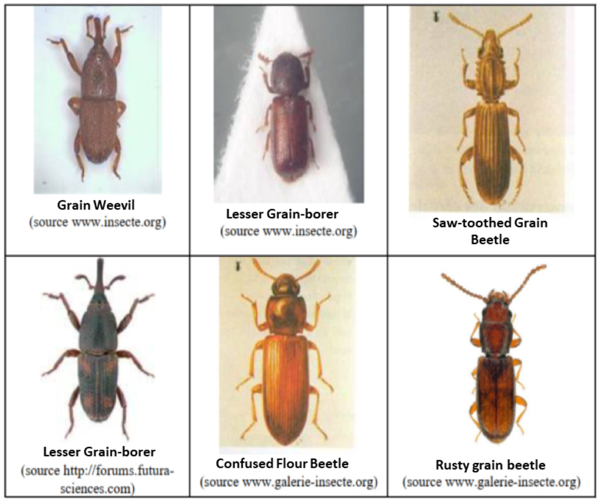 insectes-lieux-stockages-UK